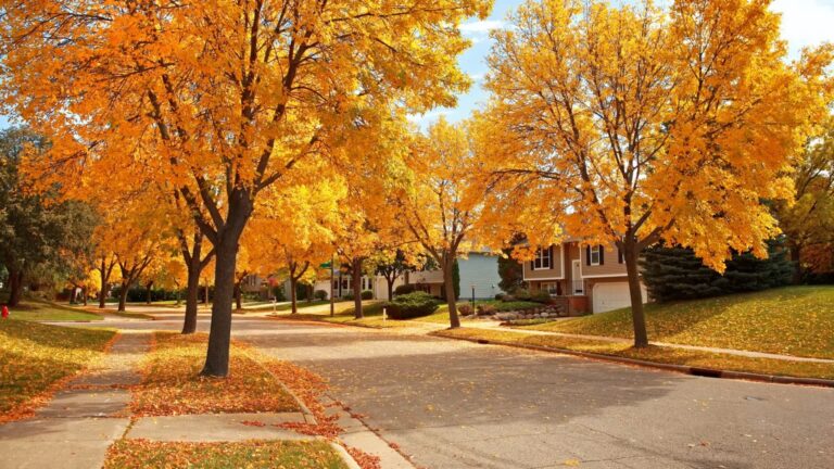 Autumn Neighborhood