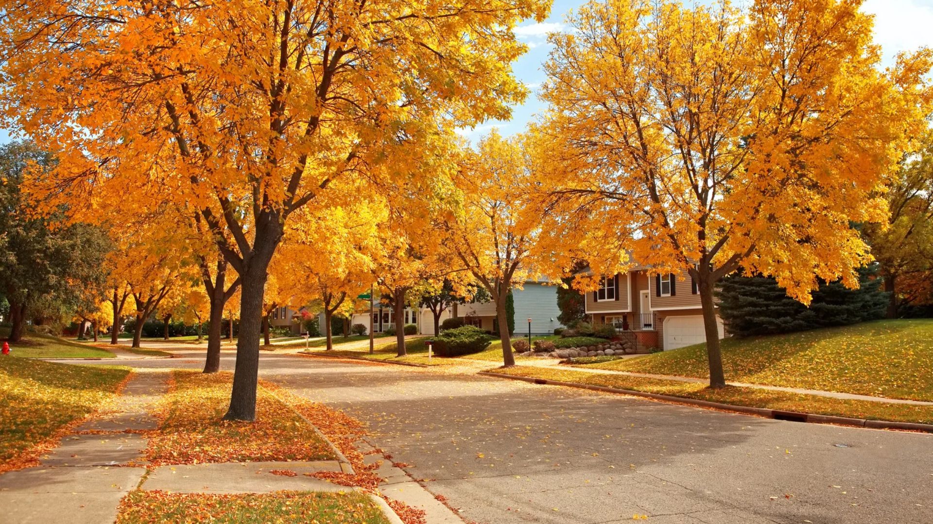 Autumn Neighborhood